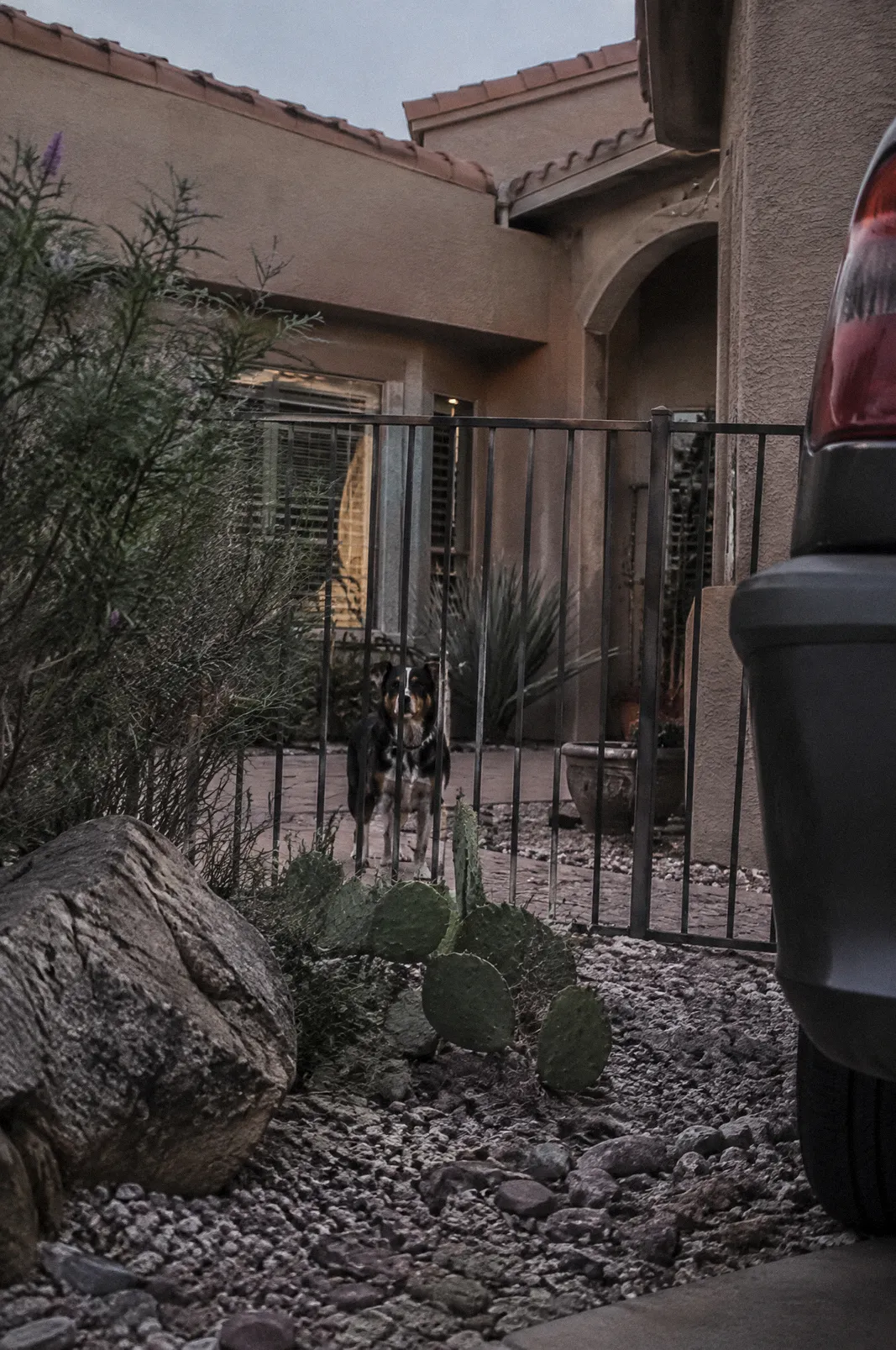 A dog barking behind a wrought iron front yard gate in a desert-landscaped yard