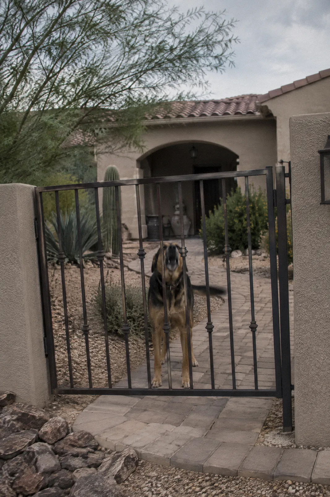 A dog barking behind a wrought iron front yard gate in a desert-landscaped yard
