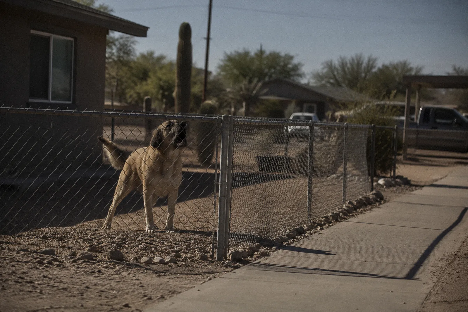 A large dog behind a short chain-link front yard fence in a Phoenix neighborhood, mid-bark, sidewalk in front
