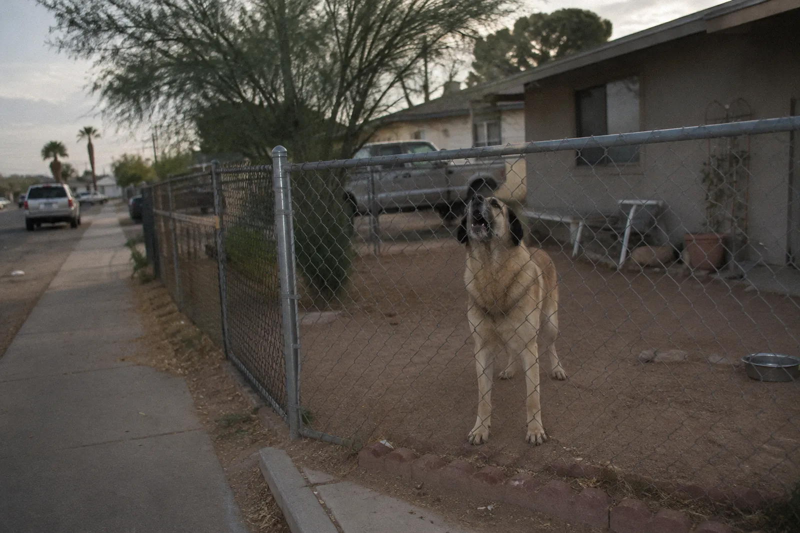 A large dog behind a short chain-link front yard fence in a Phoenix neighborhood, mid-bark, sidewalk in front