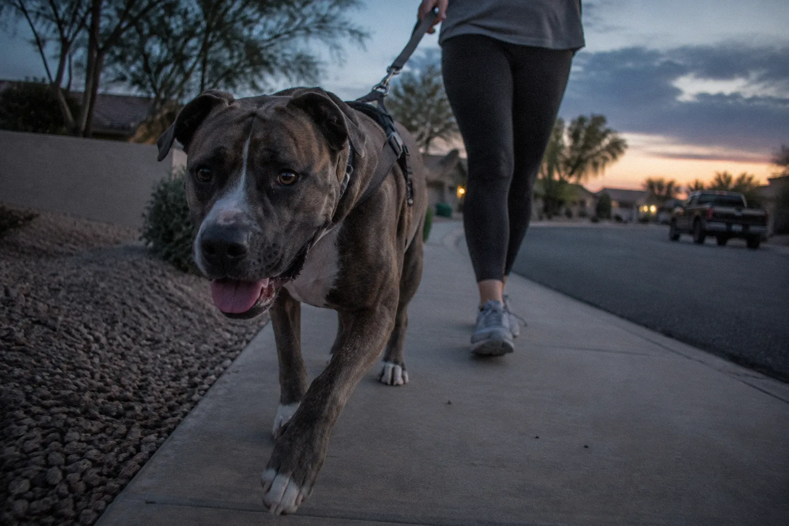 A large dog on a leash pulling toward the camera on a suburban sidewalk, owner's legs only