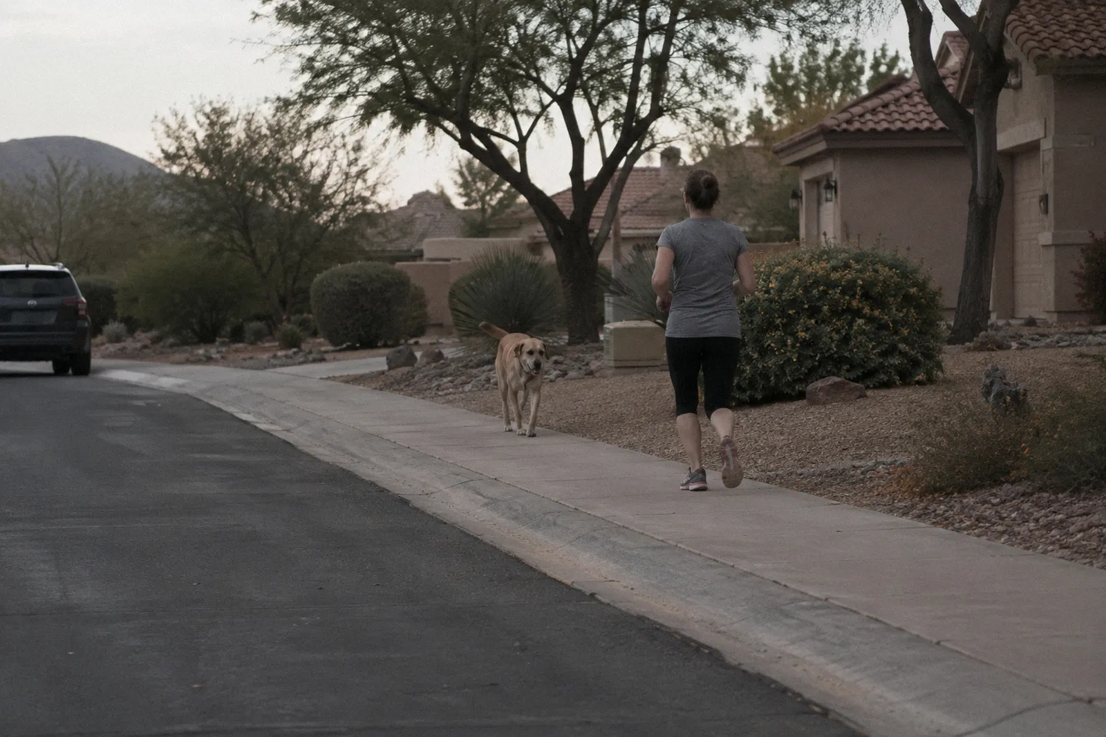 A loose dog with no leash crossing a neighborhood sidewalk toward a jogger seen from behind, morning