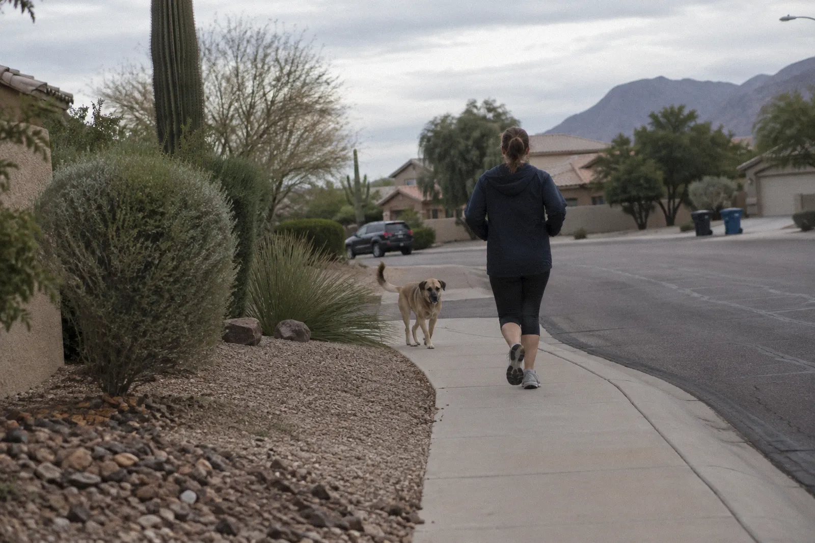 A loose dog with no leash crossing a neighborhood sidewalk toward a jogger seen from behind, morning