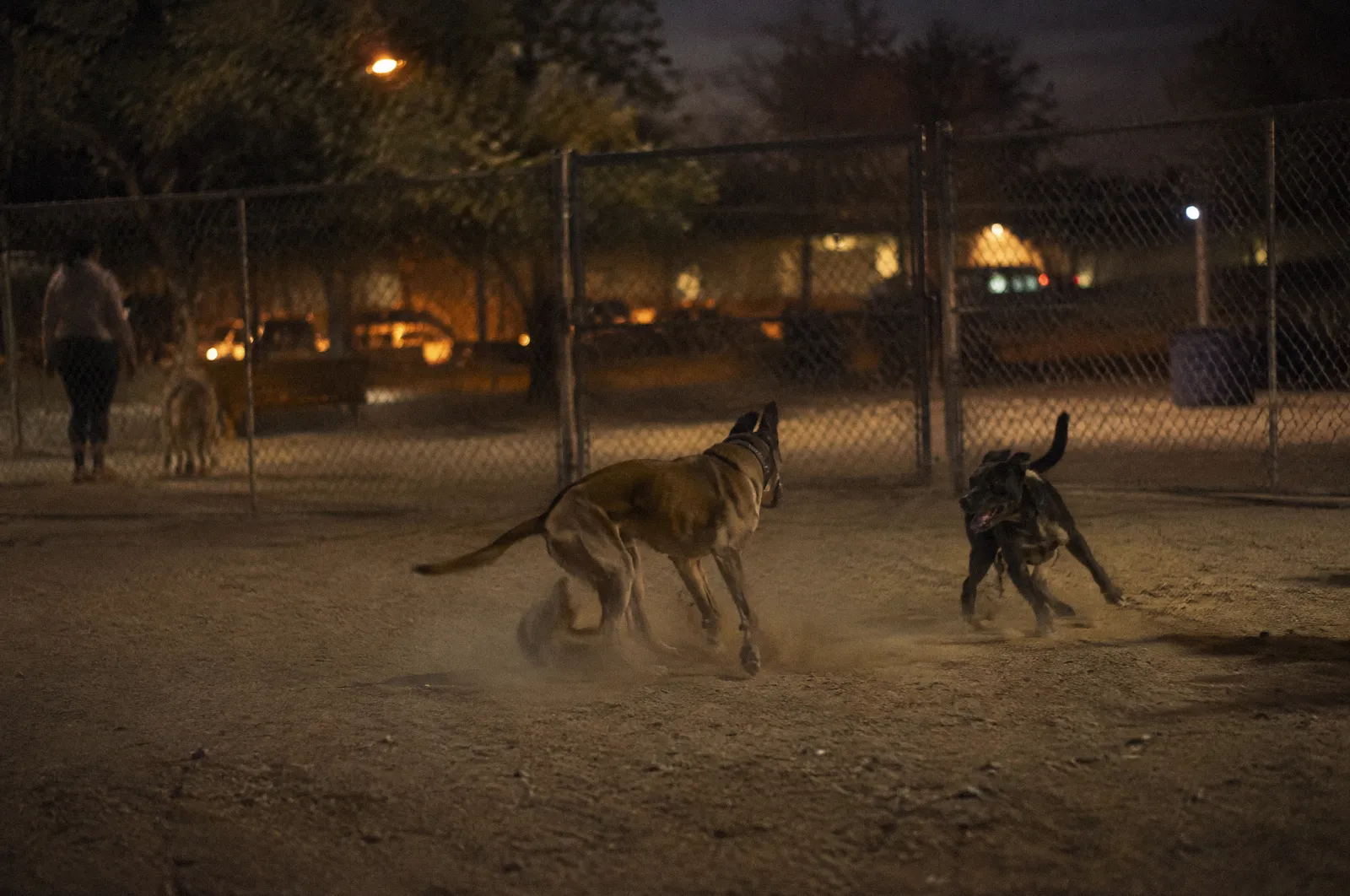 A dog park fence with two dogs mid-play, dust kicked up, harsh afternoon light