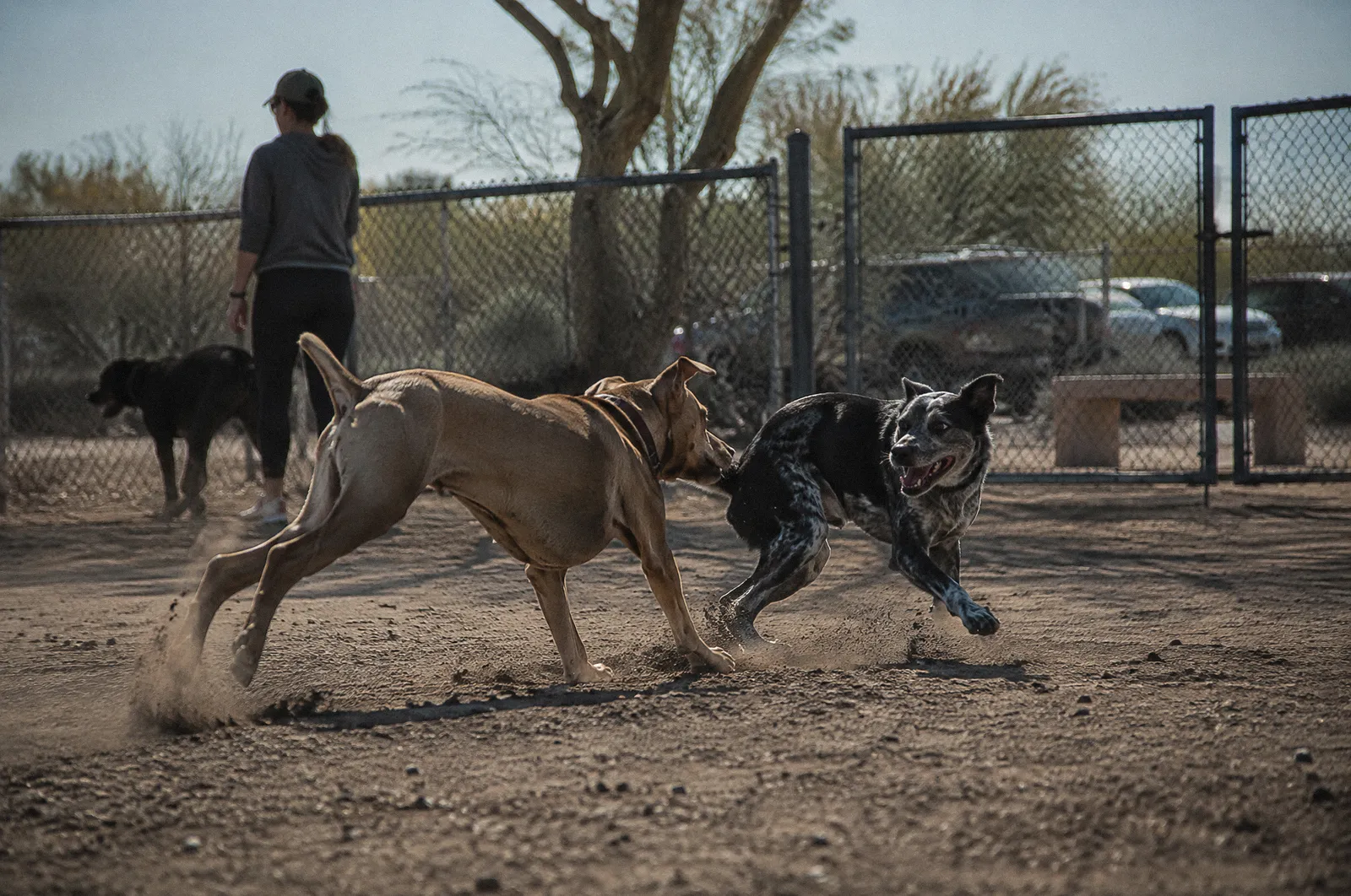 A dog park fence with two dogs mid-play, dust kicked up, harsh afternoon light